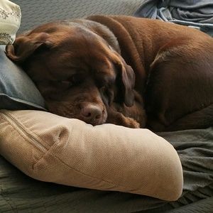 Meet your Posher, Sean